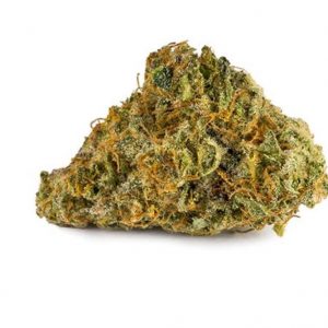GREAT WHITE SHARK strain