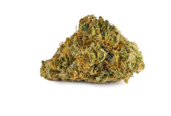 GREAT WHITE SHARK strain