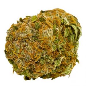 sensi star cannabis strain